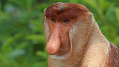 portretProboscis_monkey_(Nasalis_larvatus)_male_head_0.jpg