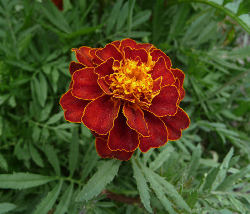 800px-French_marigold_garden_2009_G2.jpg